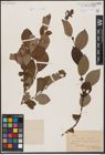 Foto von Salix aurita L. x Salix caprea L.